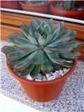 Echeveria colorata